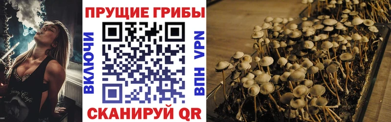 купить наркотики сайты  Курчалой  Псилоцибиновые грибы Magic Shrooms 